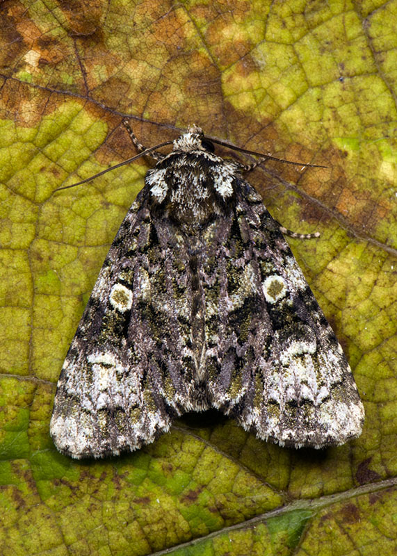 Noctuidae settembrini